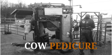 COW PEDICURE